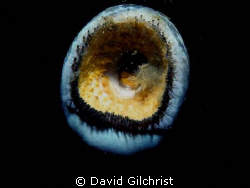 Lamprey Mouth, Taken in the Niagara River with Nikonis Ca... by David Gilchrist 